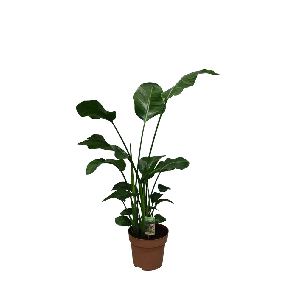 Strelitzia Nicolai p27 - hoogte 140-150.