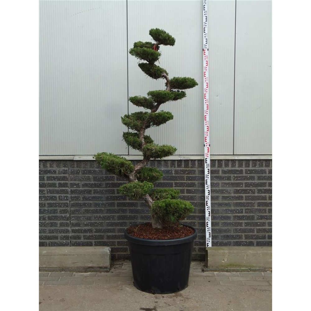 Juniperus chin. 'Kaizuka'.