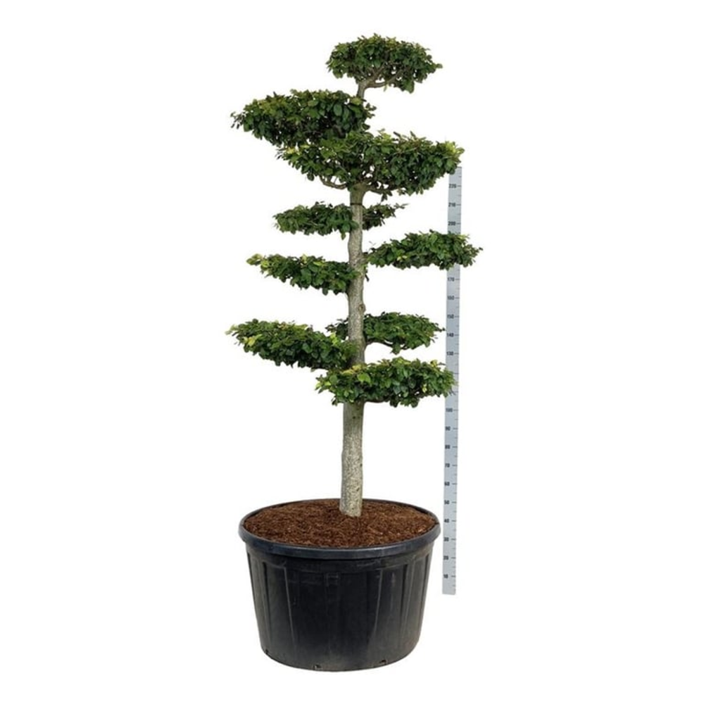 Fagus sylvatica.