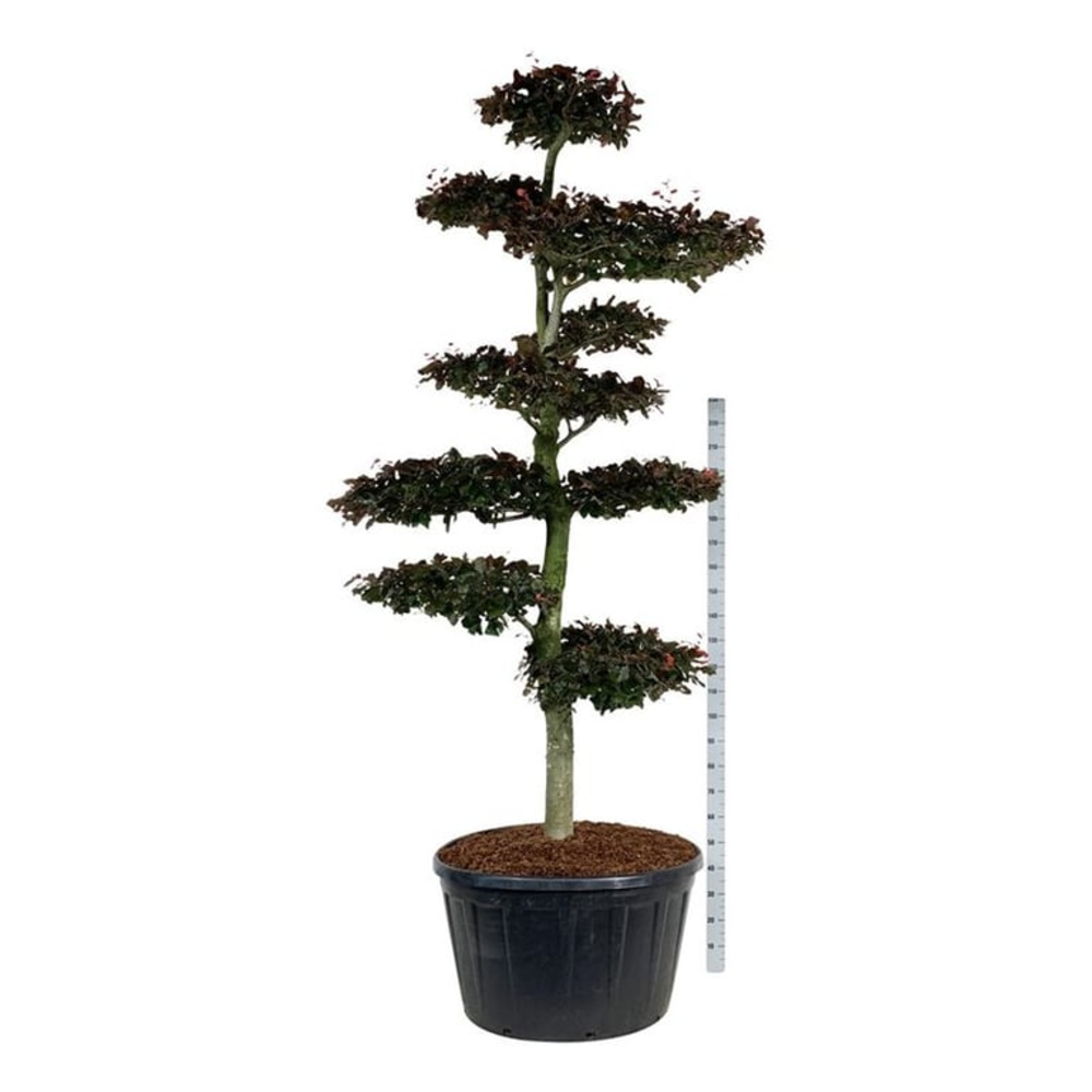 Fagus syl. 'Atropunicea'.