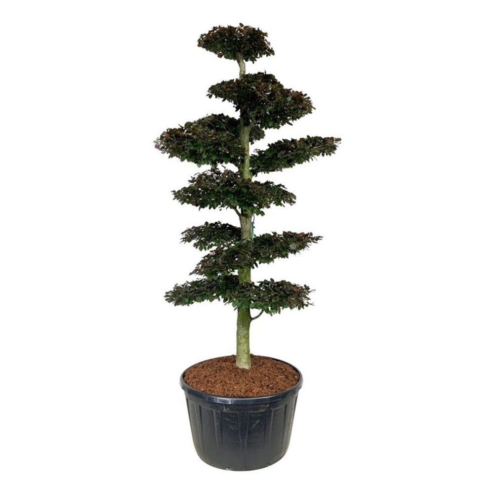 Fagus syl. 'Atropunicea'.