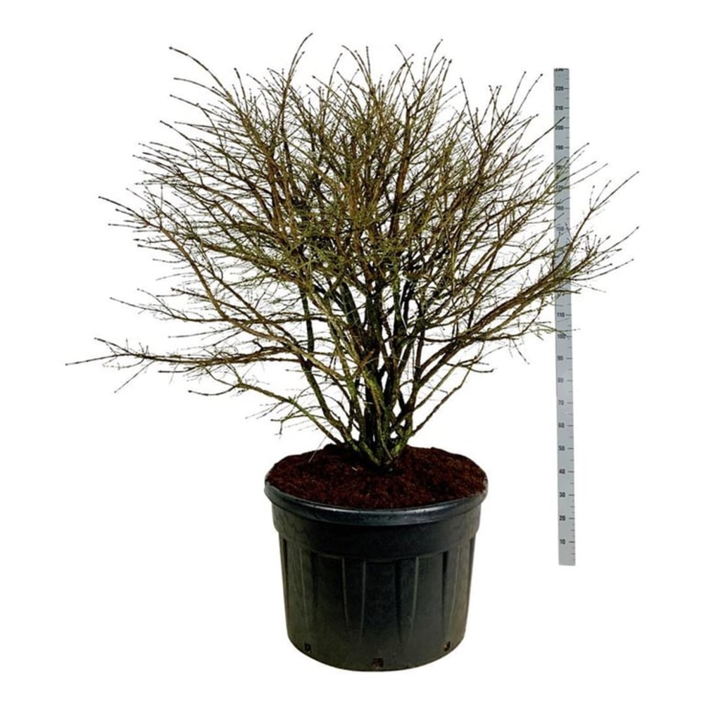 Euonymus alatus.