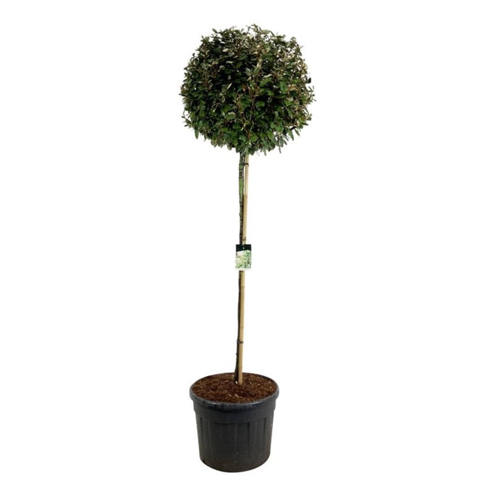 Elaeagnus ebb. 'Compacta'.