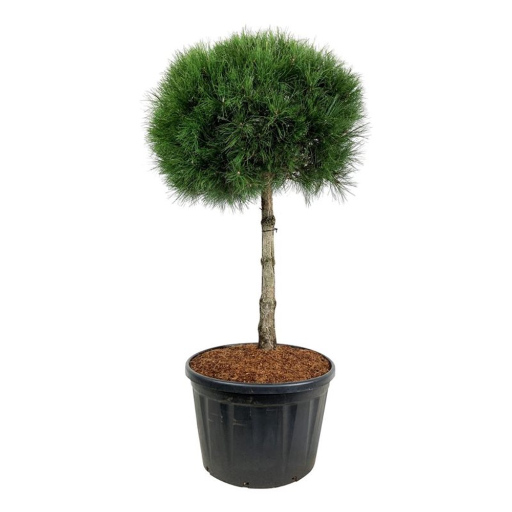 Pinus nigra nigra.