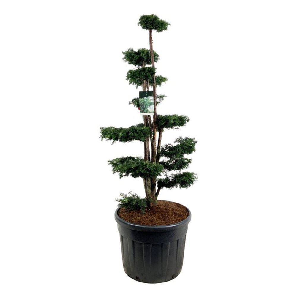 Taxus b. 'Dovastoniana'.