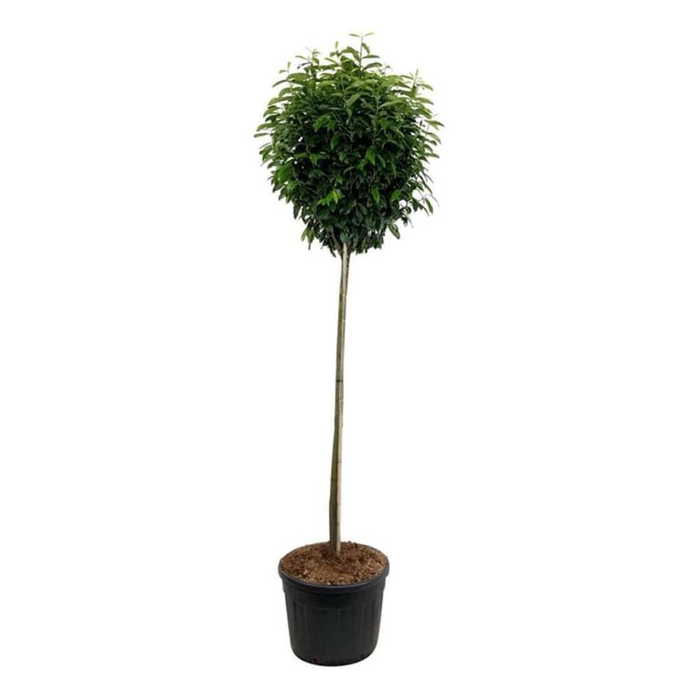 Prunus laur. 'Genolia' ®.