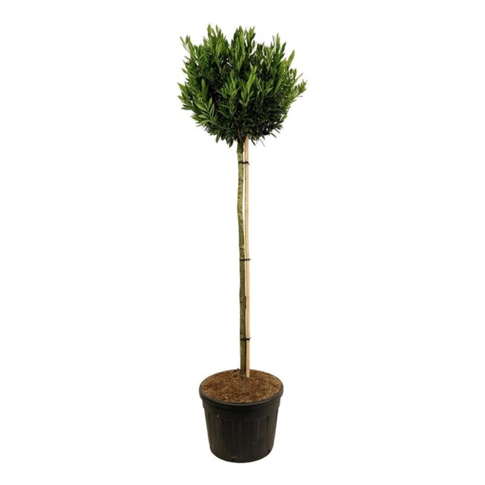 Prunus laur. 'Otto Luyken'.