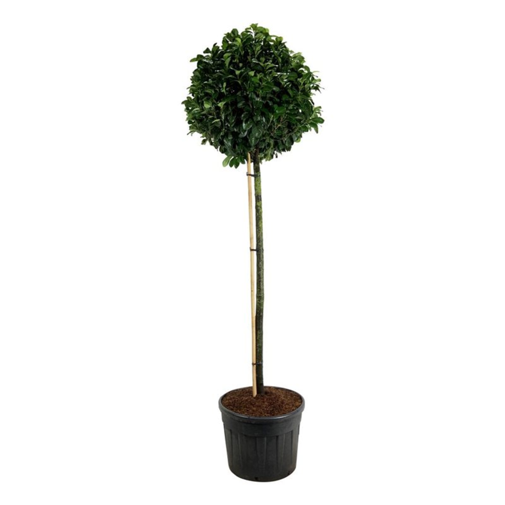 Prunus laur. 'Etna'.