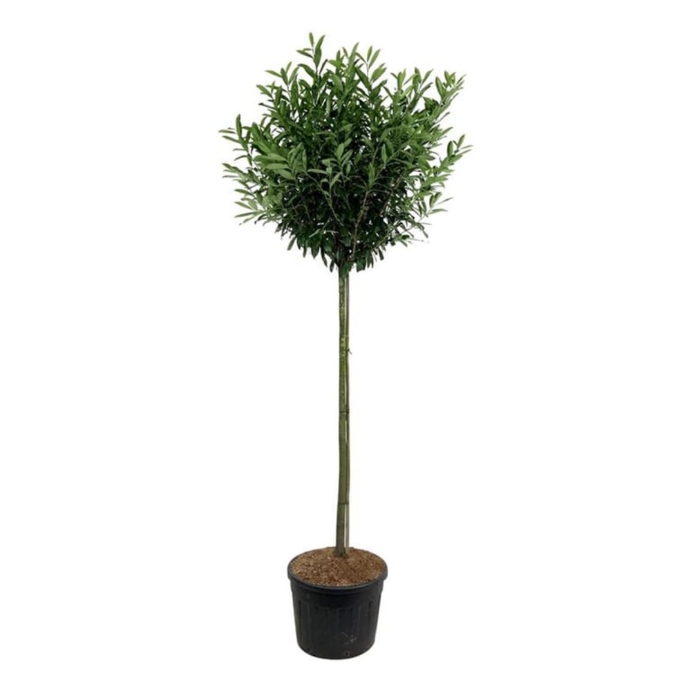 Prunus laur. 'Caucasica'.