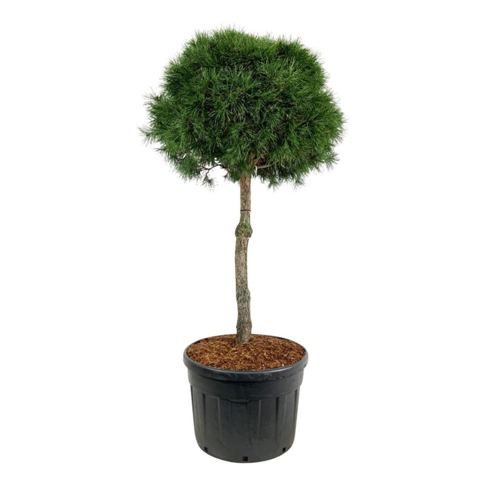 Pinus sylvestris.