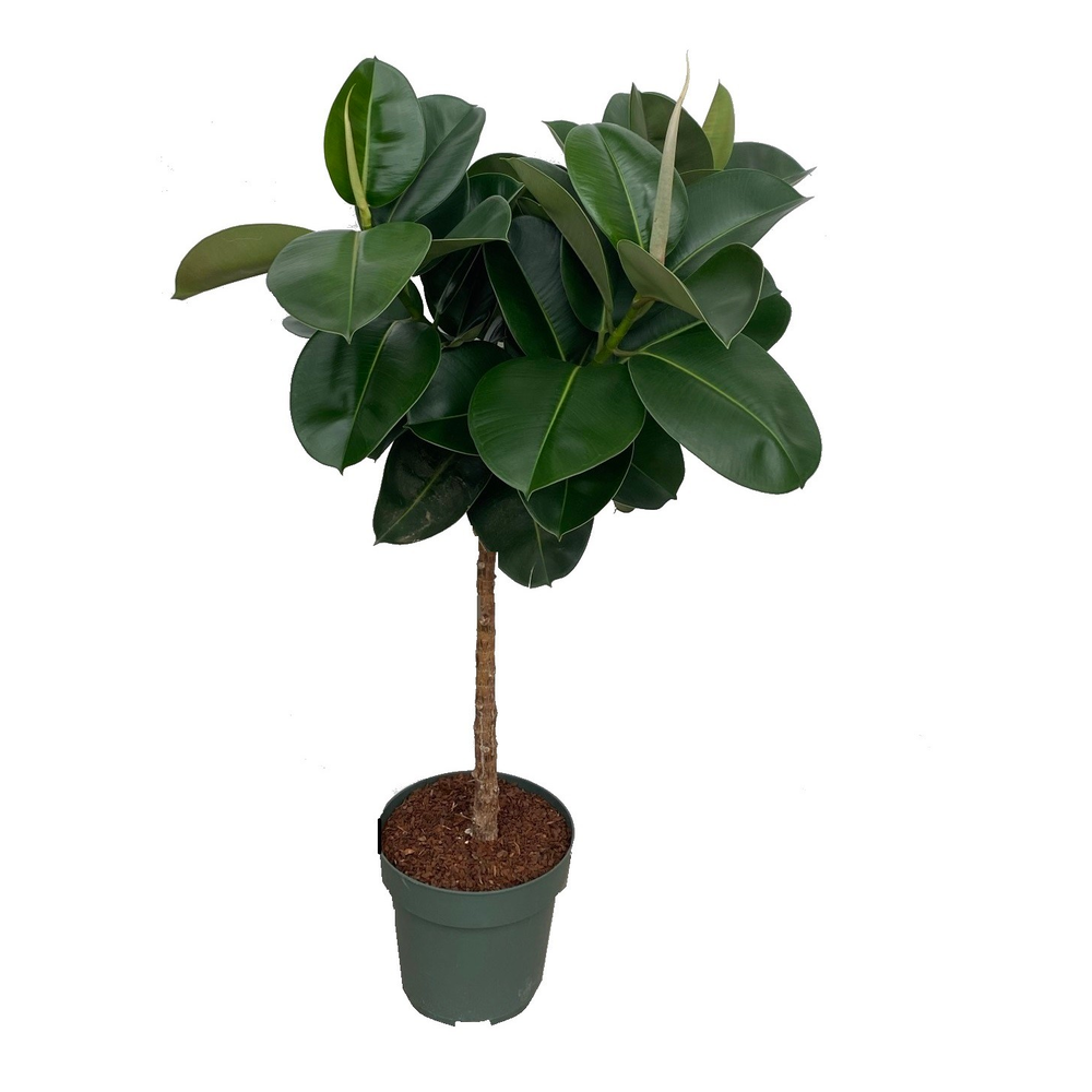Ficus Makana.