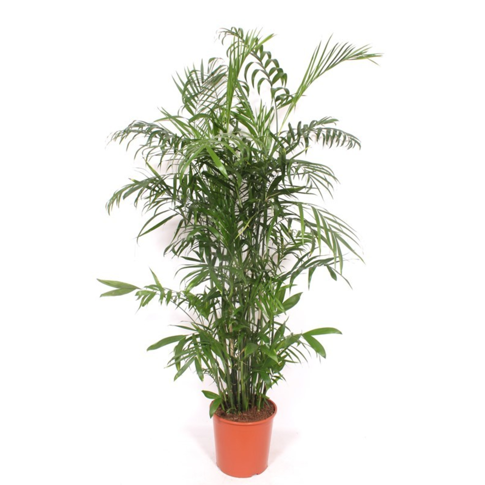 Chamaedorea Seifrizii.