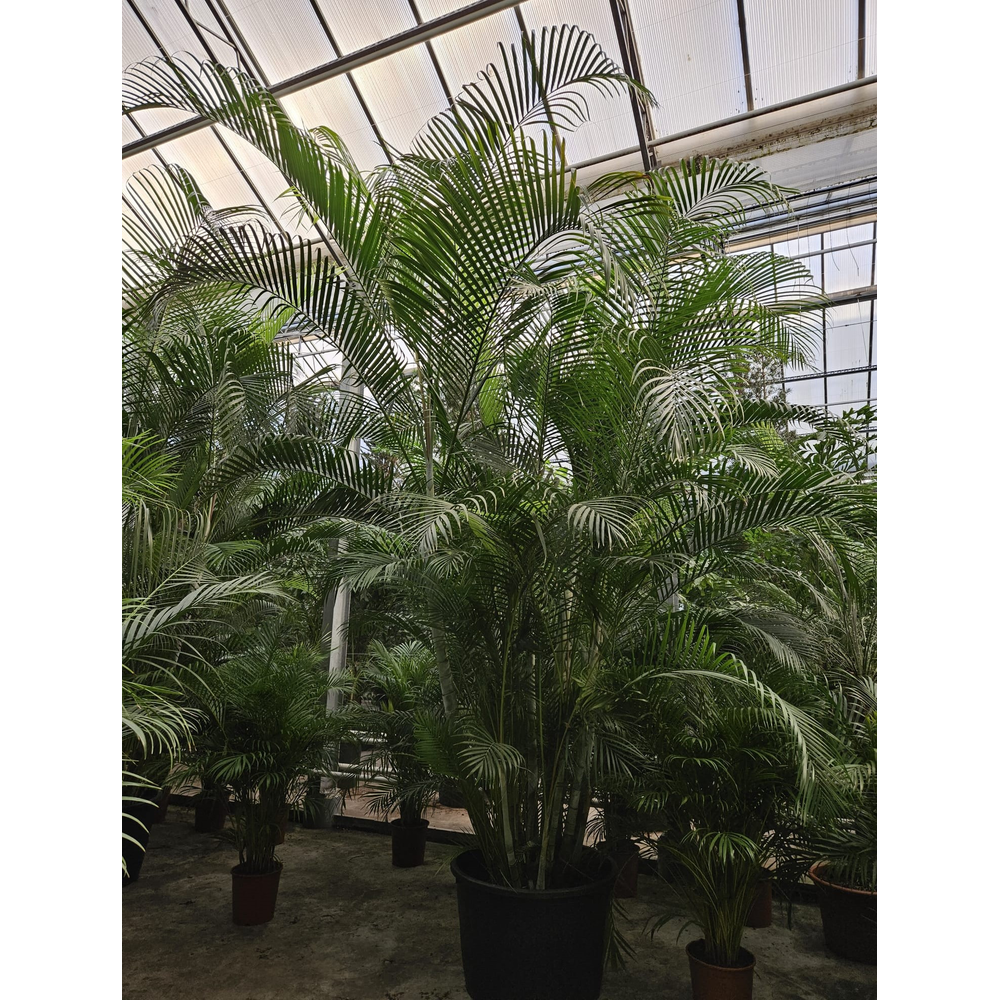 Dypsis lutescens (Areca).