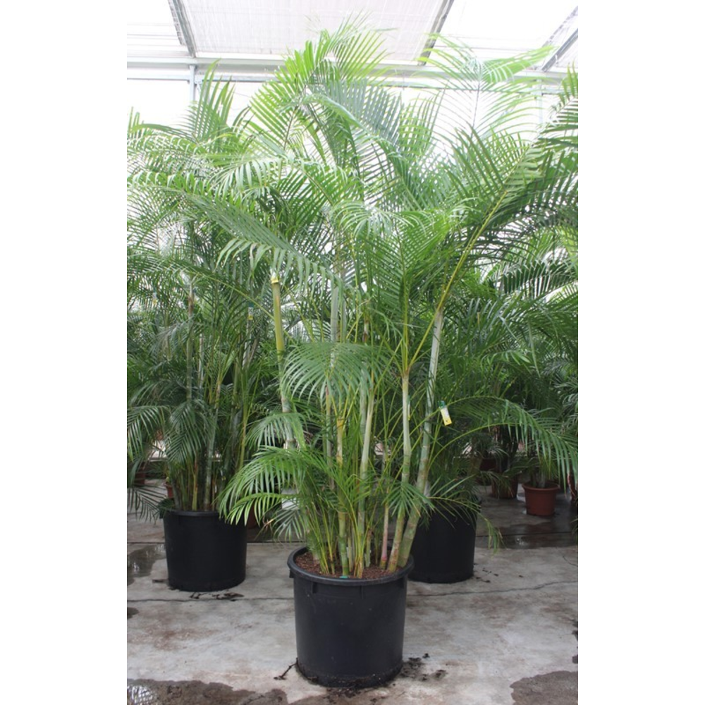 Dypsis lutescens.