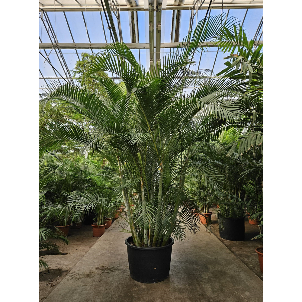 Dypsis lutescens (Areca).