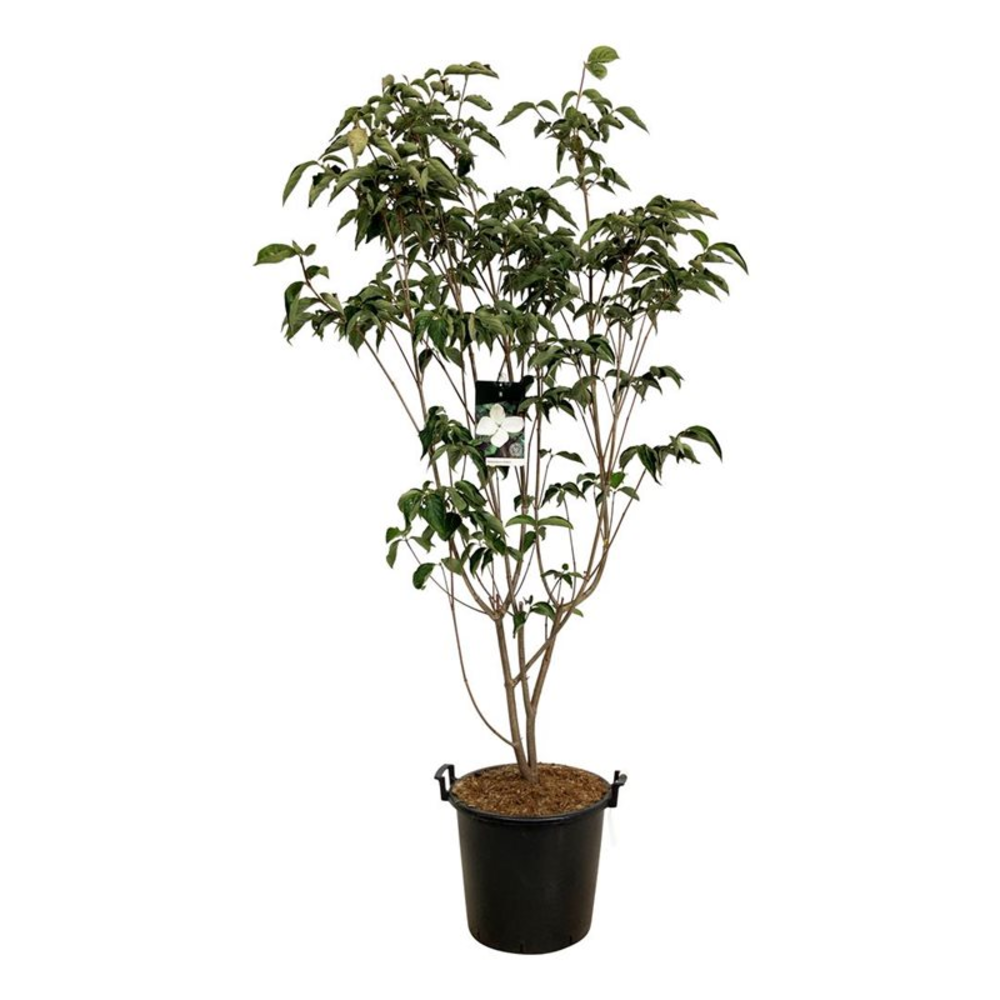 Cornus kousa 'Venus' ®.