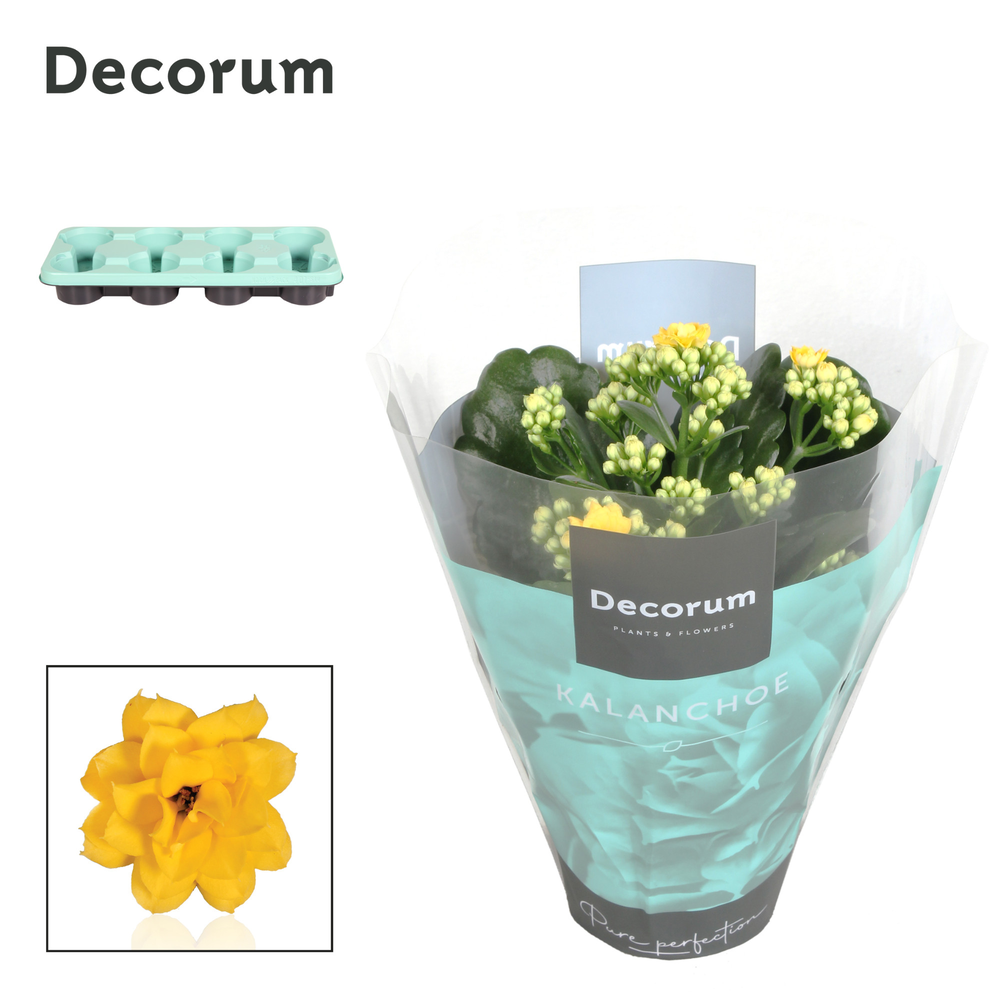 Kalanchoe Decorum - Yellow.