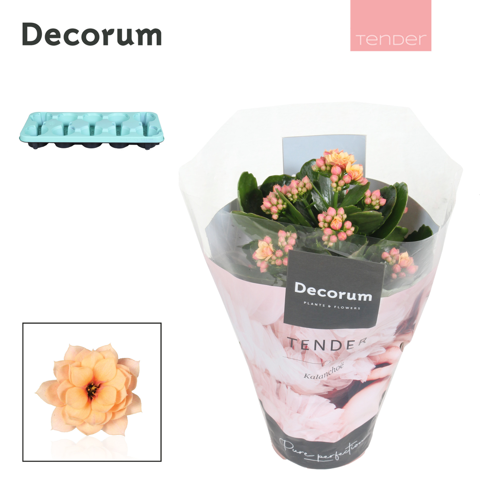 Kalanchoe Decorum TENDER - Serenity Apricot.