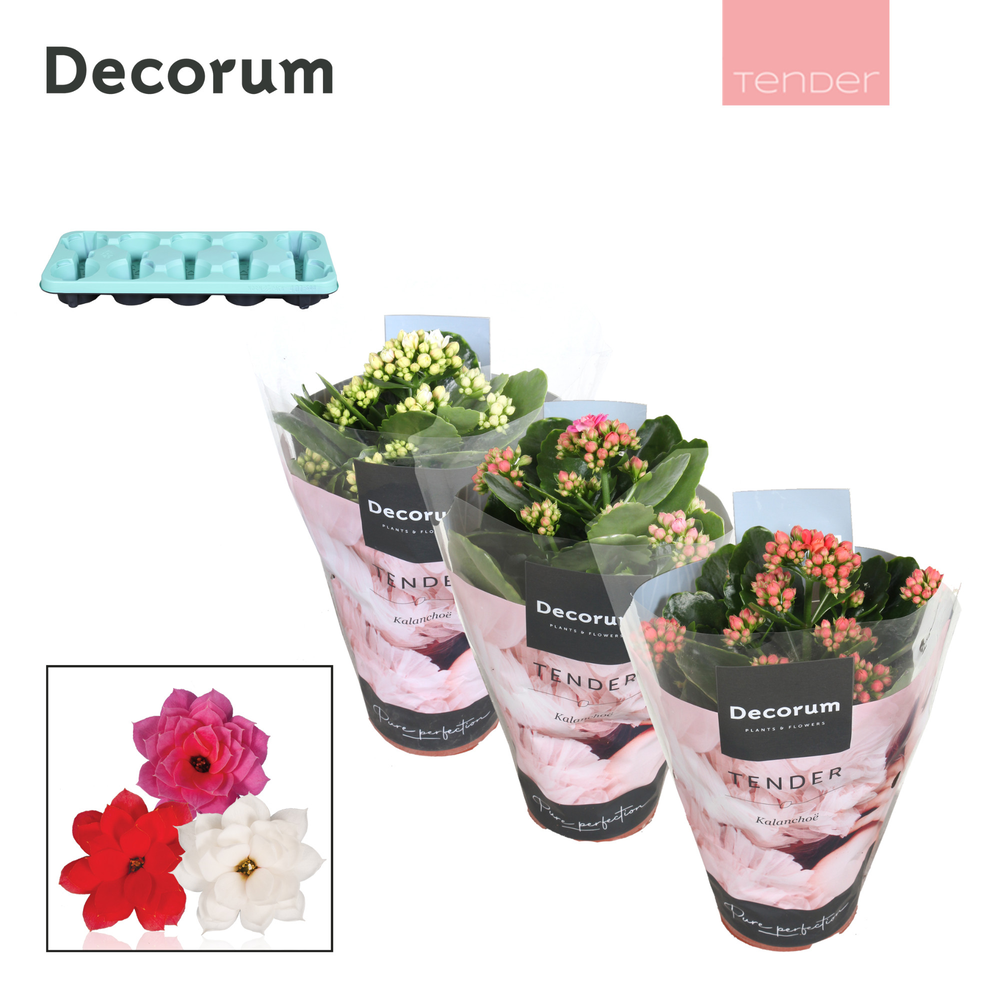 Kalanchoe Decorum TENDER - Love Mix.