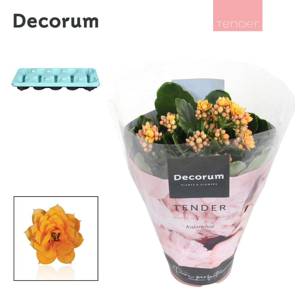 Kalanchoe Decorum TENDER - Serenity Gold.