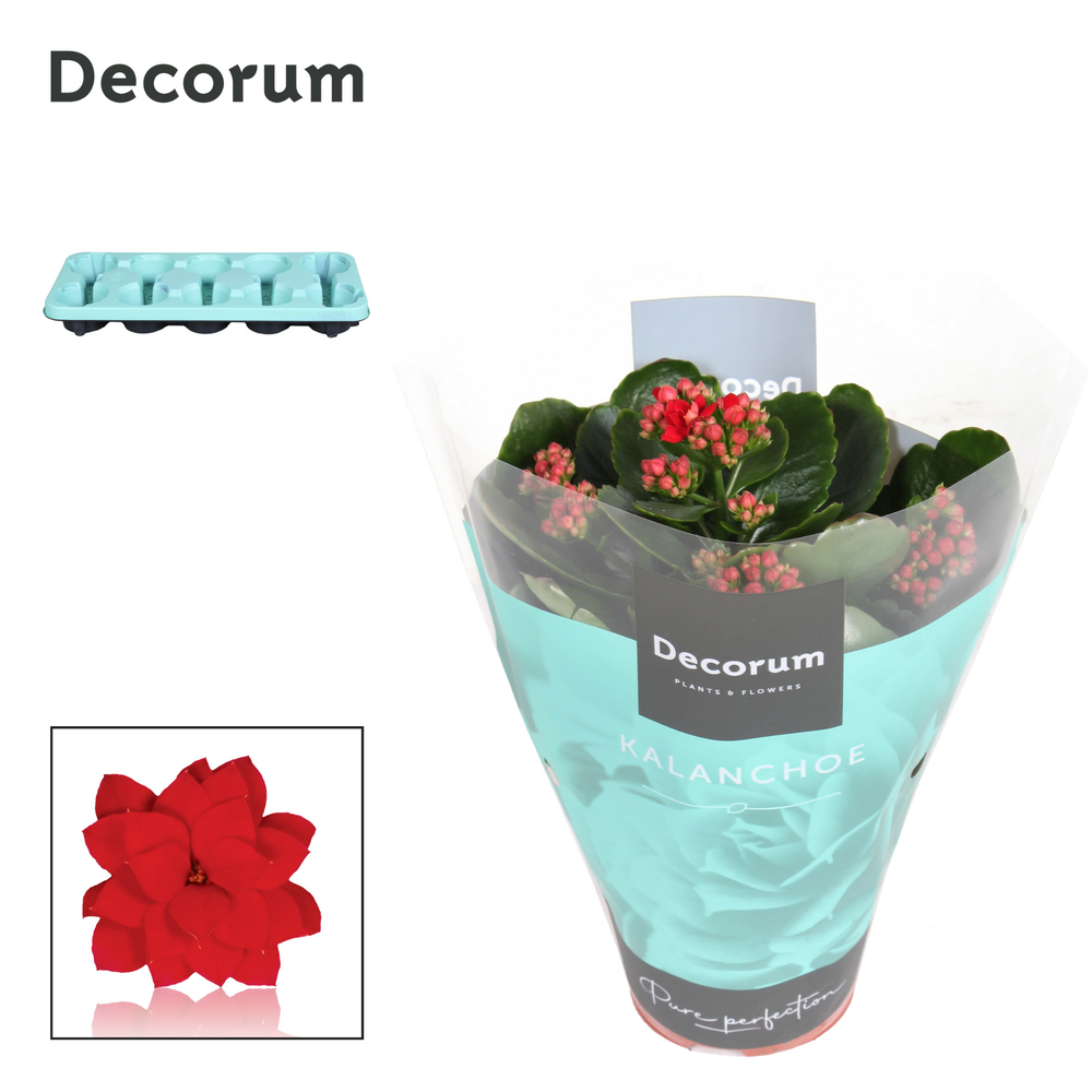Kalanchoe Decorum - Red.