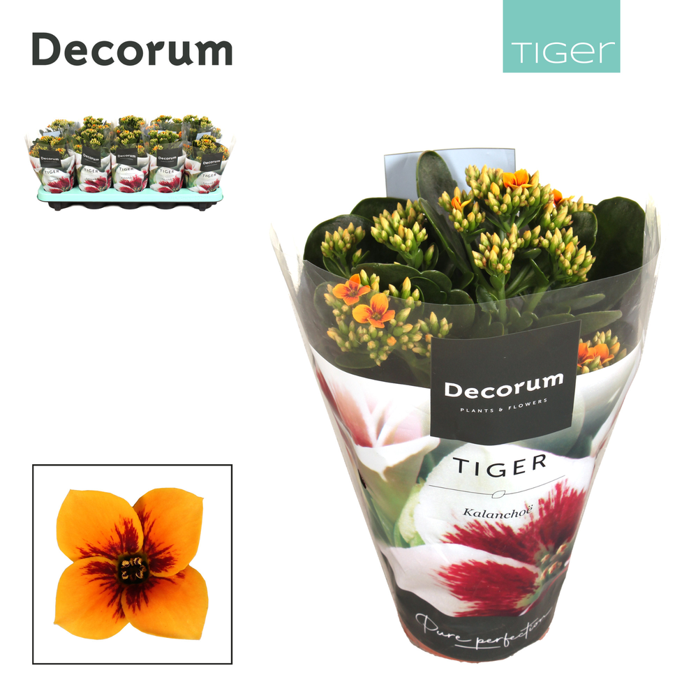 Kalanchoe Decorum Tiger - 10,5 cm Tiger Orange.