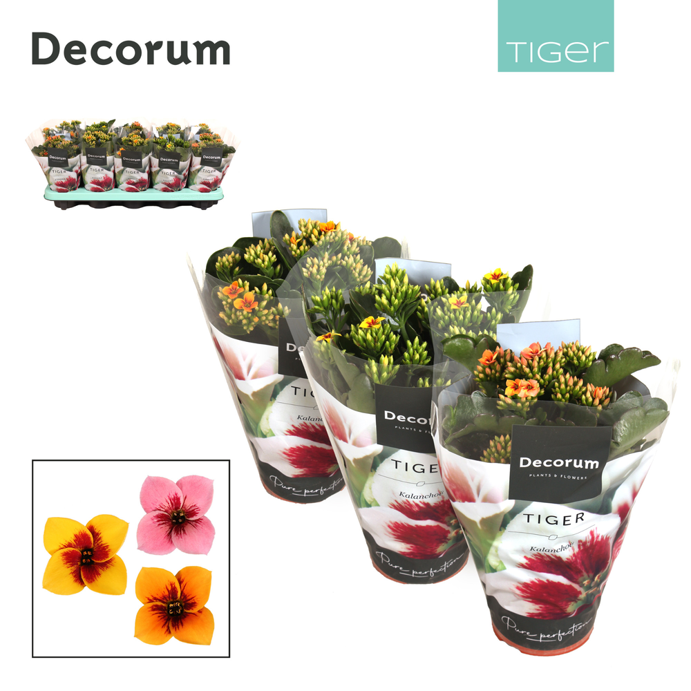 Kalanchoe Decorum Tiger - 10,5 cm Tiger Mix.