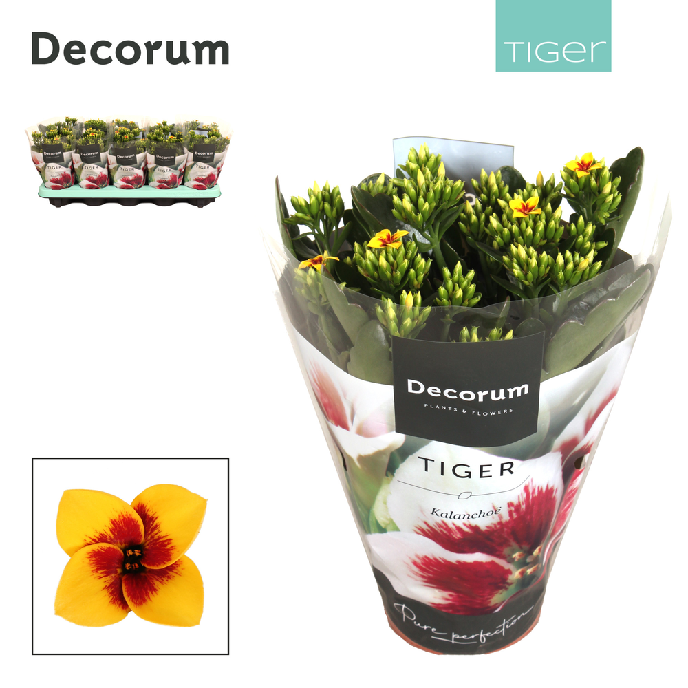 Kalanchoe Decorum Tiger - 10,5 cm Tiger Yellow.