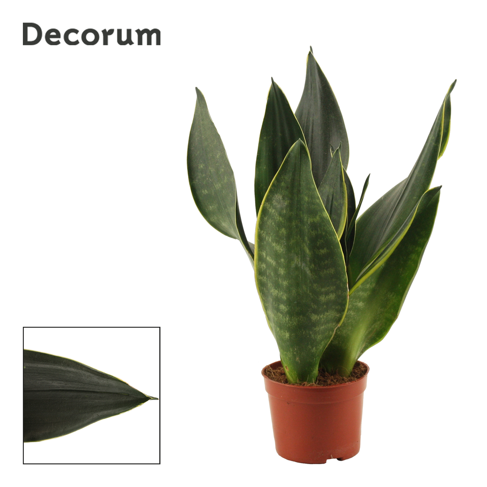 Sansevieria Black Diamond 9 cm (Decorum).