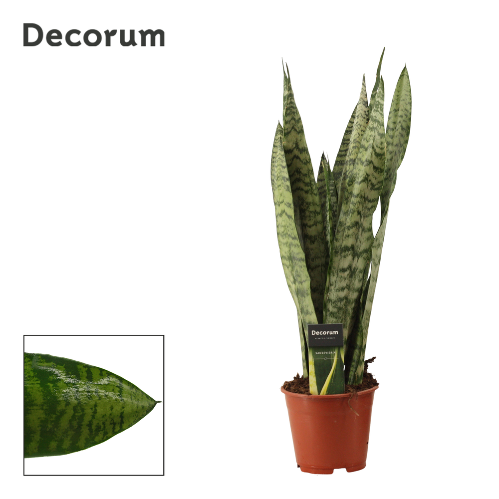 Sansevieria Zeylanica Regular 14 cm (Decorum).