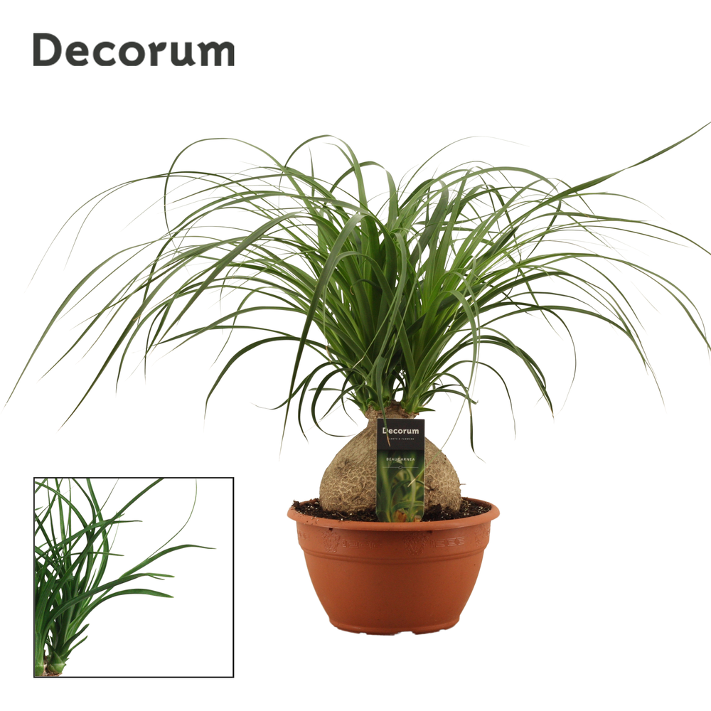 Beaucarnea bol 20 cm (Decorum).