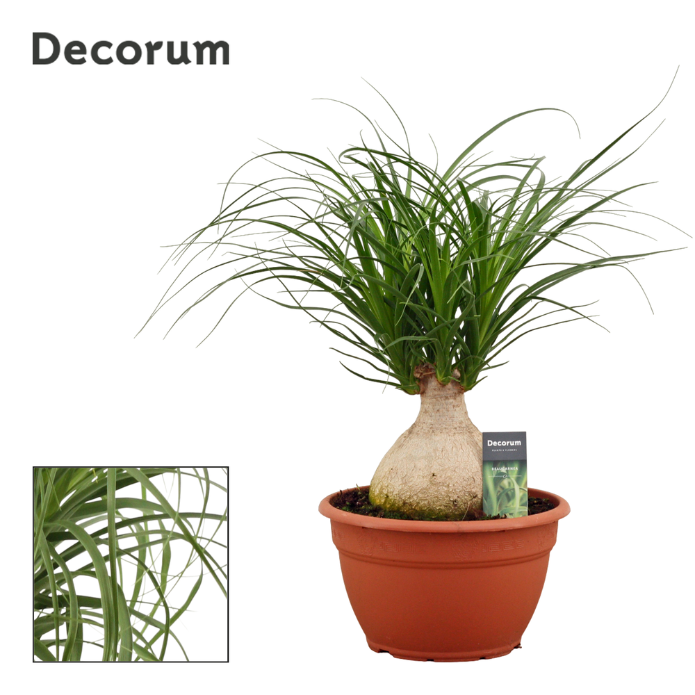 Beaucarnea bol 25 cm (Decorum).