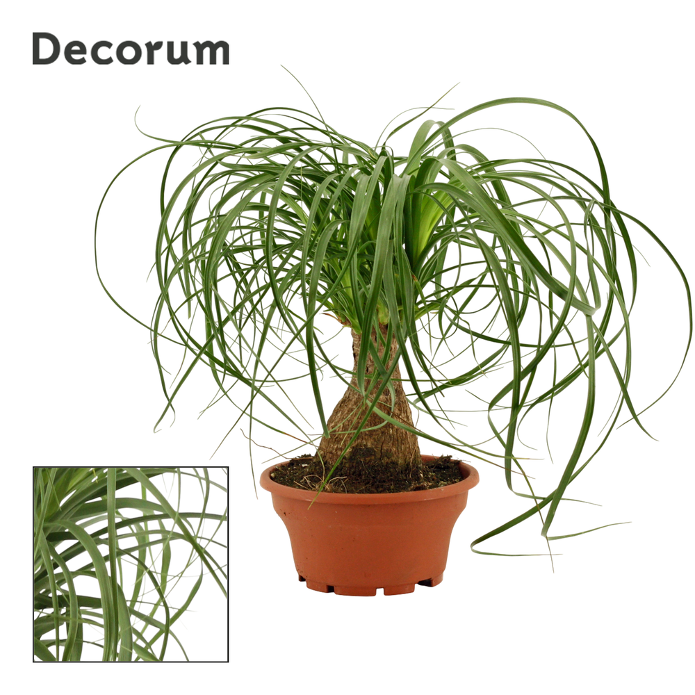 Beaucarnea recht 16 cm schaal (Decorum).