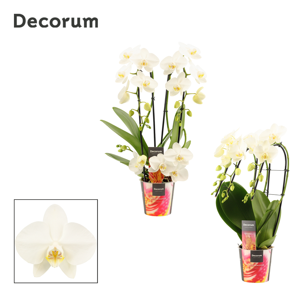 Phalaenopsis vormen mix 3 tak wit (Decorum).