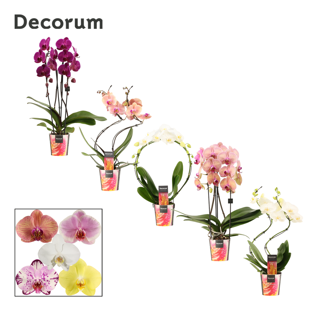 Phalaenopsis vormen mix 2 tak (Decorum).