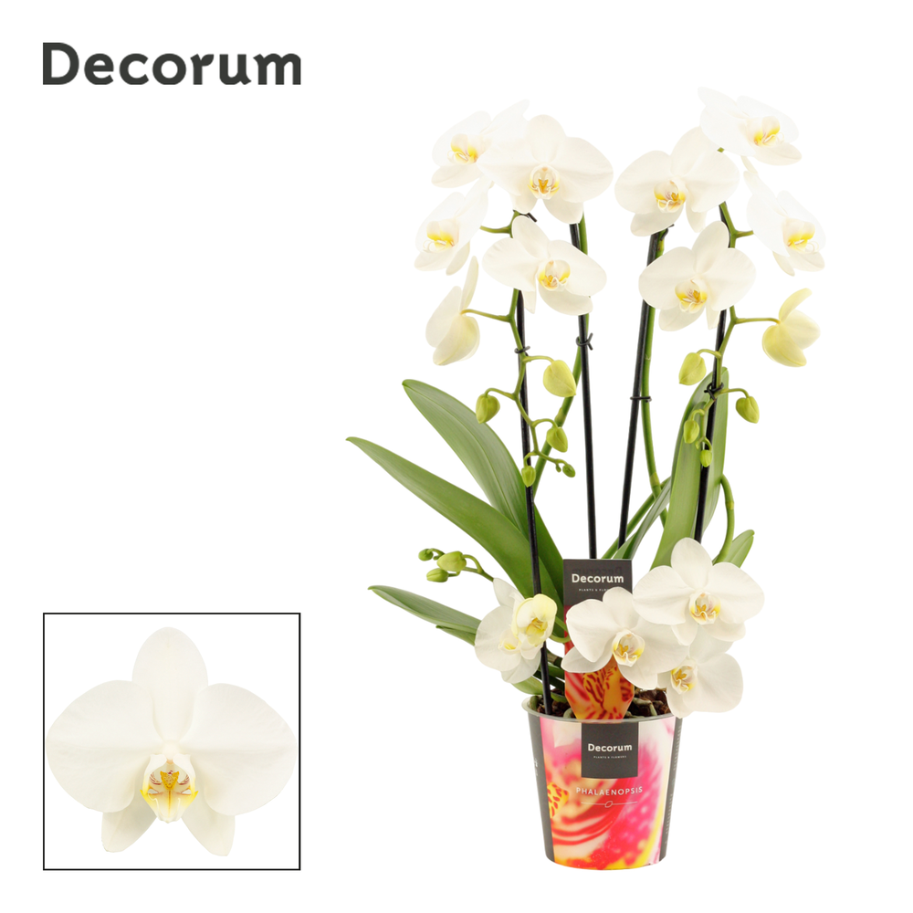 Phalaenopsis twirl wit (Decorum).