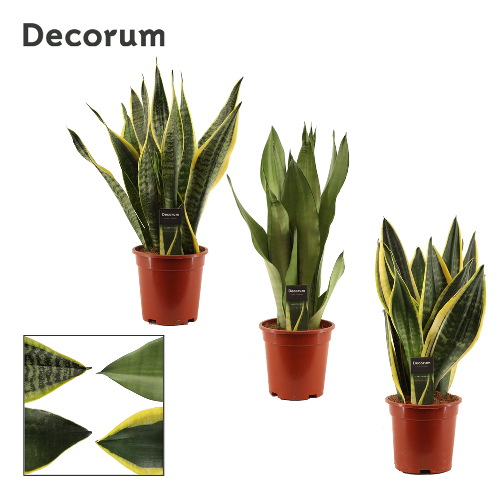 Sansevieria Super mix 17 cm (Decorum).