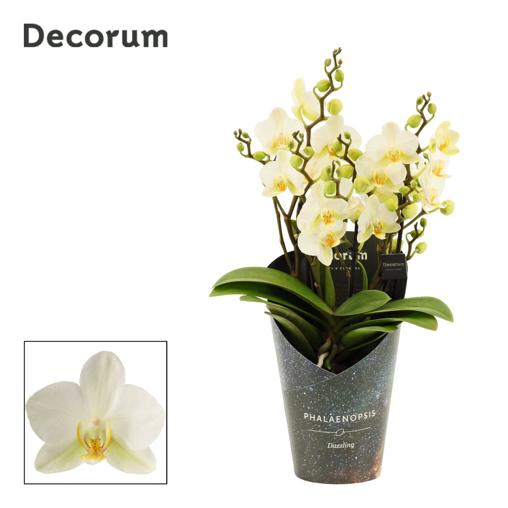 Phalaenopsis dazzling Lausanne 3-4 tak (Decorum).