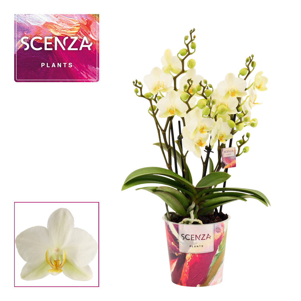 Phalaenopsis dazzling Lausanne 3-4 tak (Scenza).