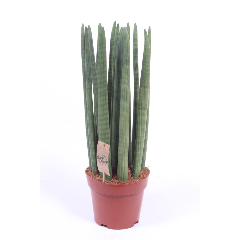 Sansevieria Straight.