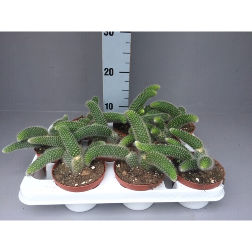 Hildewintera colademonis.