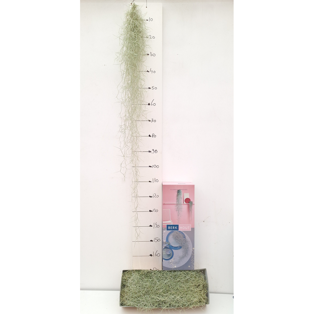 Tillandsia 140 cm.