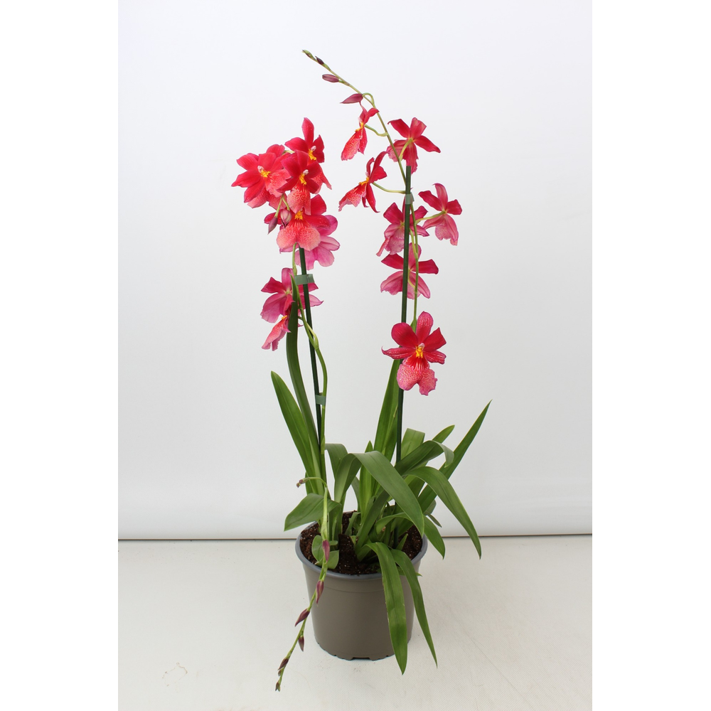 Cambria Nelly Isler toef 2 tak 17 cm.