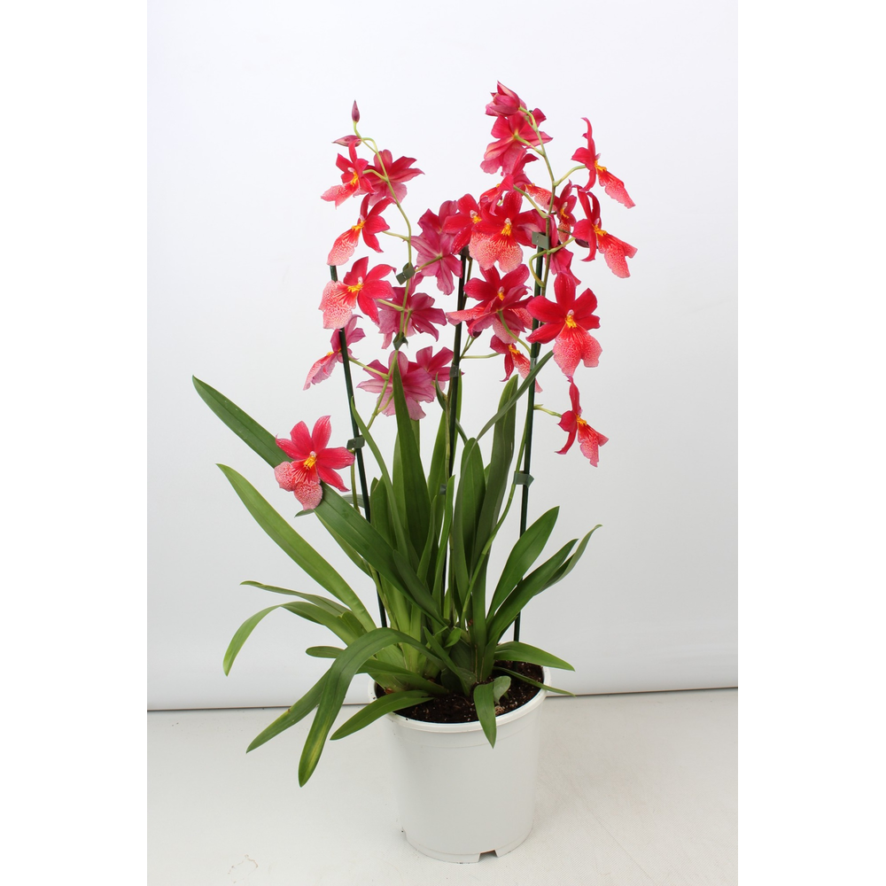 Cambria Nelly Isler toef 3 tak 19 cm.