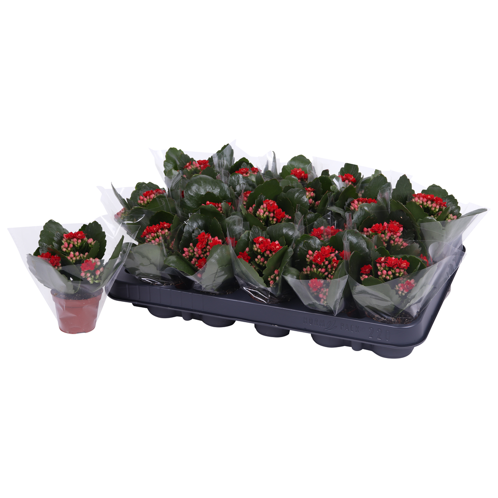 Kalanchoe Rosalina 06cm Don Justino rood, Blanco h.