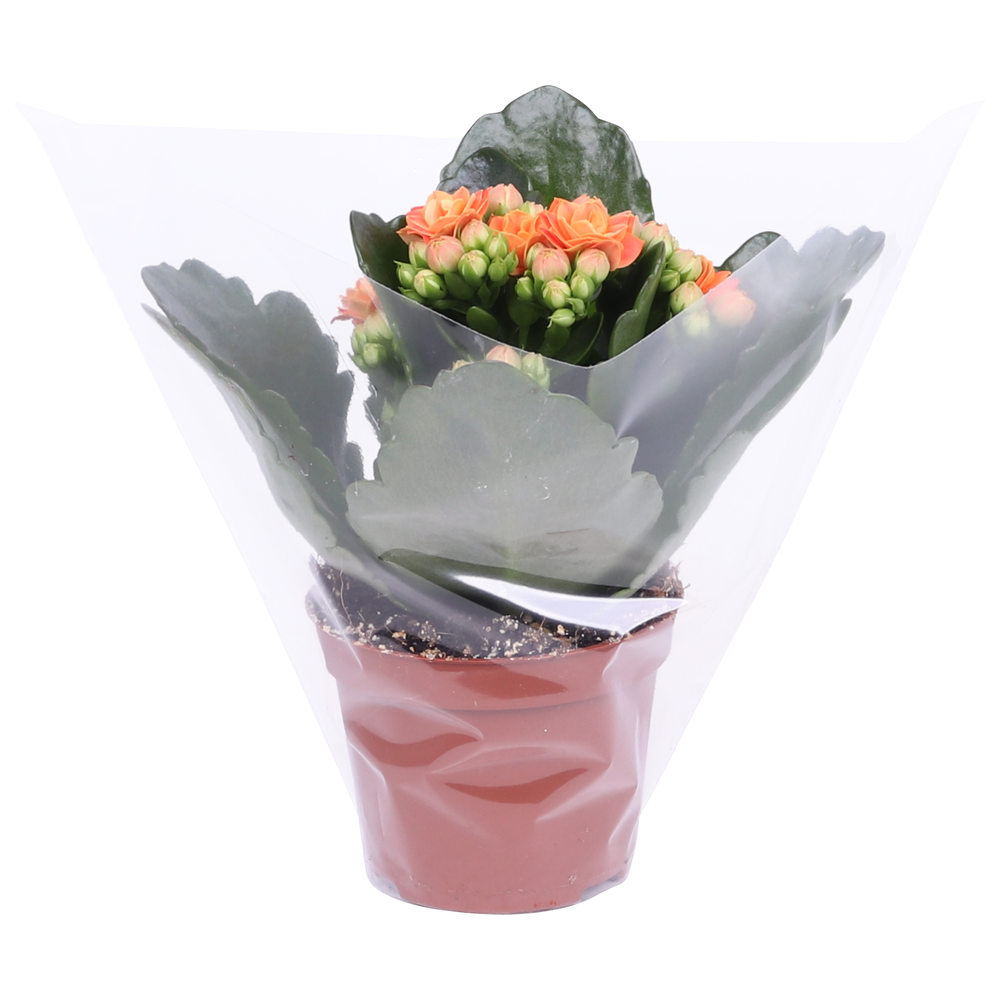Kalanchoe Rosalina 06cm Don Pedro oranje, Blanco h.