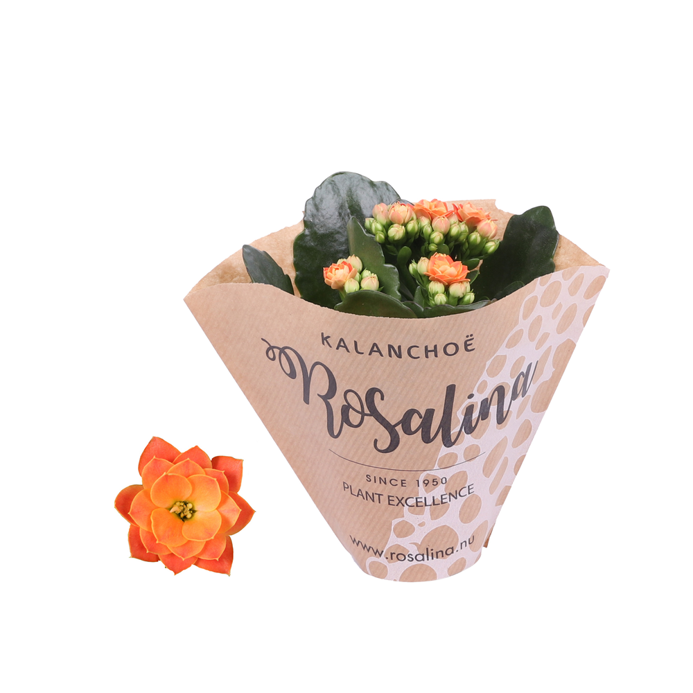 Kalanchoe Rosalina 06cm oranje in papieren hoes.