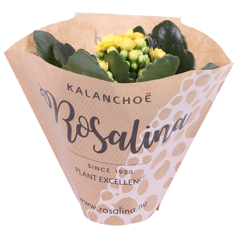 Kalanchoe Rosalina 06cm geel in papieren hoes.