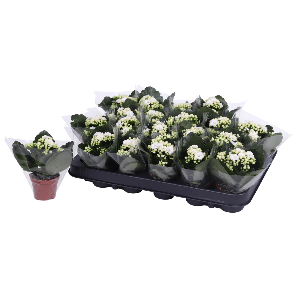 Kalanchoe Rosalina 06cm Don Dione wit, Blanco hoes.
