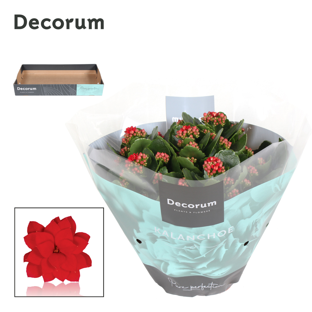 Kalanchoe Decorum - Red.